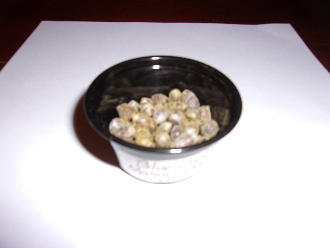 Blue orchard mason bee cocoons         qty 25